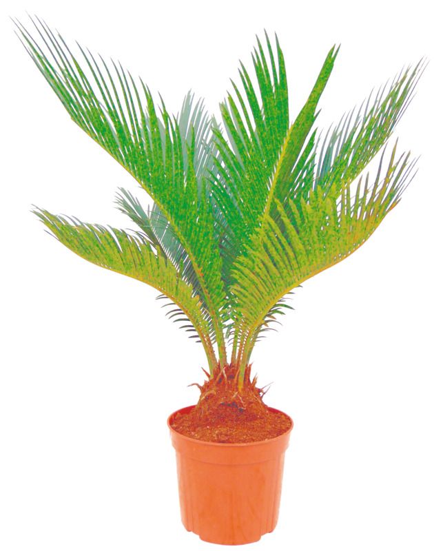 Favols Confiture de cerise noire au gâteau basque Pot 260g 3469670549078