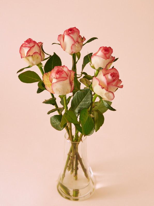 Bouquet De 5 Roses Très Gros Boutons
