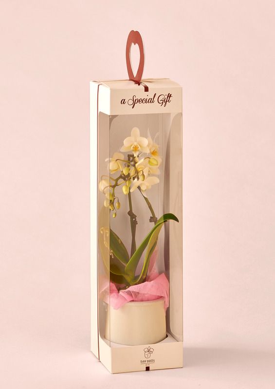 Mini Orchidée 2 Branches + Boîte Cadeau