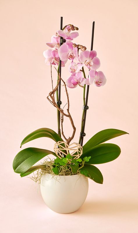 Composition Orchidée 2 Branches + Pot Céramique